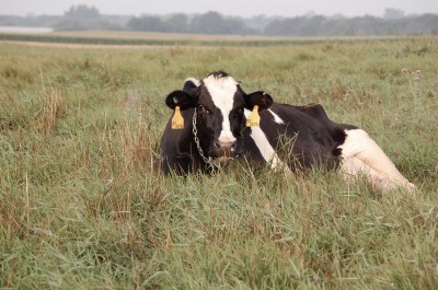 Holstein cow resting in pasture