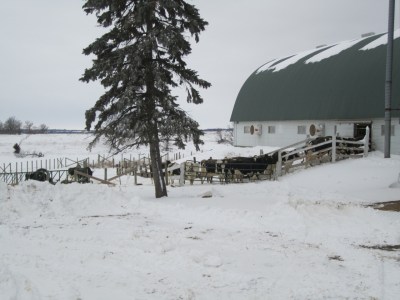Dairy cows outside barn in winter