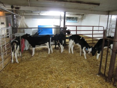 Dairy calves in group pen with automatic calf feeder