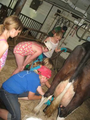 Girl Scouts milking cows